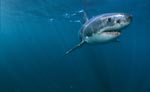 Great White Shark - a beautiful animal 