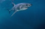  Great White shark (Carcharodon carcharias)