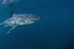 Successful Predator: great white shark