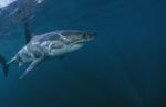 Great White shark - a facinating animal