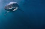 Baby Great White Shark approaching with interest