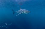 Great White Shark followed by small fish