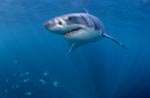 Great White Shark - a powerful fish