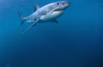Great White shark - a beautiful animal 