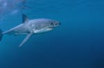 Elegant ocean predator Great White Shark