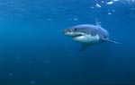 Great White shark - a beautiful and facinating animal 