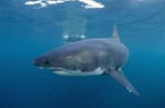 Great White Shark (Carcharodon carcharias) 