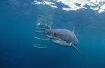 Great White Shark on the shark cage