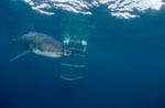 Great White Shark and Shark Cage