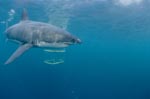 Great White Shark and Shark cage