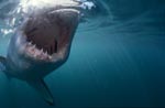 Great White shark- a seal´s eye view