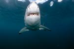 Great White shark a powerful fish