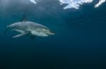 Great White Shark - a beautiful animal