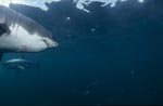 Zwei Weiße Haie schwimmen im Kreis und beobachten sich gegenseitig<br><br><br><br><br><br>Great White Shark <br><br><br><br><br><br><br><br><br><br><br><br>