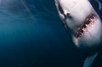 Great White Shark emerging from the dark water