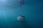 Baby Great White Shark - its "smile" is unmistakable