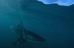 Erfolgreicher Raeuber: Großer Weißer HaiGreat White Shark