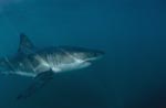 Im dunklen Wasser sucht der Weiße Hai nach einer PelzrobbeGreat White Shark