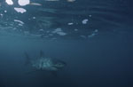 Baby great white shark under sea surface covered with foam
