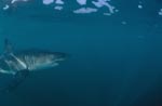 Sea predator Great White shark 