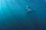 Baby great white shark in the light-flooded water