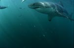 Great White Shark - a beautiful and facinating animal