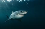 Intelligent giant fish great white shark