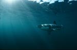 Sun rays illuminate the path of a great white shark
