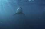 Great white shark frontal