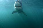 Great White Shark in greenish water
