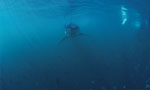 Baby Great White Shark in a shoal