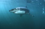 Great White Shark: Efficient and fast super predator
