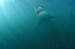 Ascending Great White Shark (Carcharodon carcharias)
