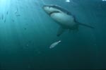 Great White Shark discovering an interesting object
