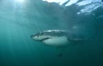 Impressive top predator Great White Shark