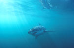 Baby Great White Shark foraging