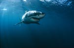 Great white shark off the South African coast