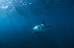 Great White Shark: Fascinating hunter of the sea