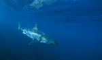 <b>Great White Shark, discovering an interesting object</b>