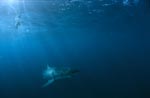 Great White Shark (Carcharodon carcharias)