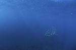 Baby Great White Shark in the deep blue ocean