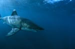 Powerful fast predator great white shark