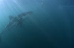 <b>Great White Shark – one of the sea’s most impressive predators</b>