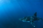 Great white shark swims above the sea floor