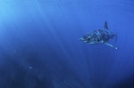 Young Great White Shark in a fascinating light 