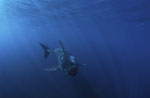 Baby Great White Shark approaching head-on