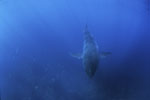 Baby Great White Shark wee disguised above the bottom of the sea