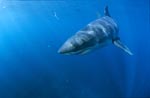 Young Great White Shark (Carcharodon carcharias)