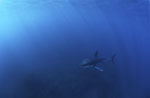 Young Great White Shark in the vast ocean