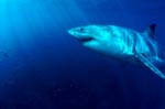 Great White Shark, impressive and unmistakeable